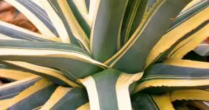 How to water agave americana variegata variegated century plant
