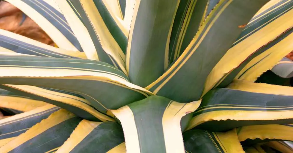 How to water agave americana variegata variegated century plant agave americana variegata