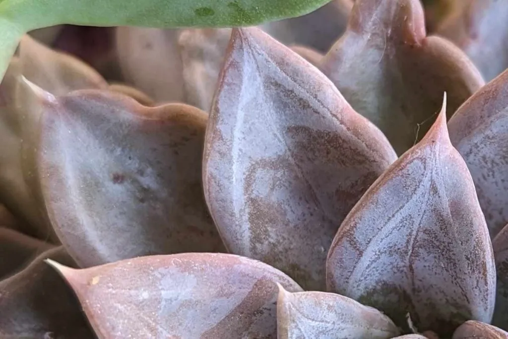 How to water echeveria silver queen outside