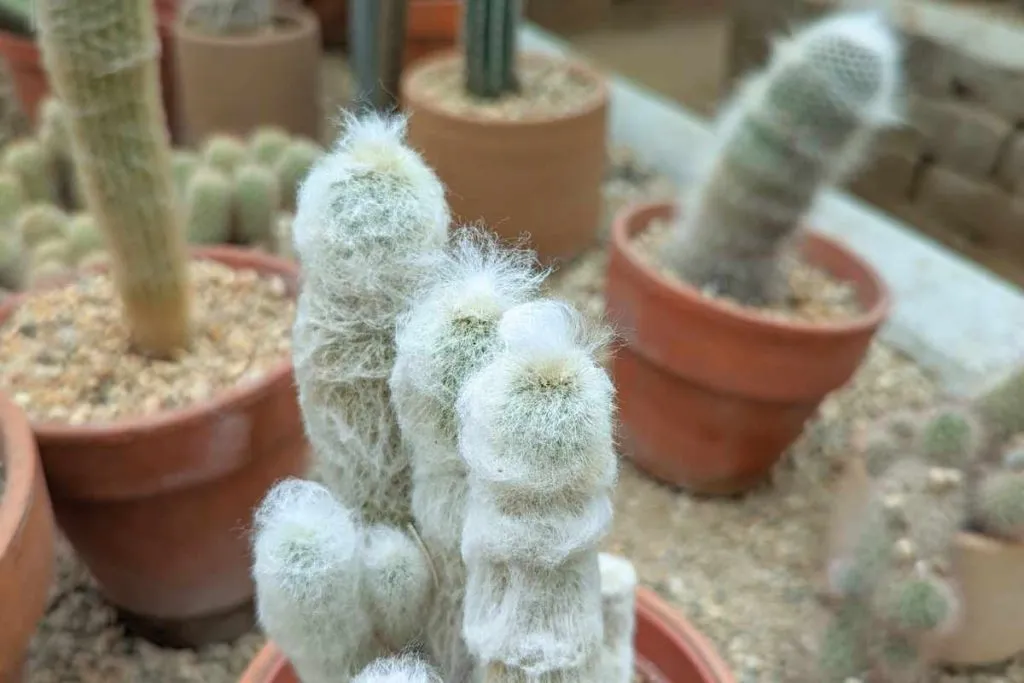 How to water your cactus cactus need