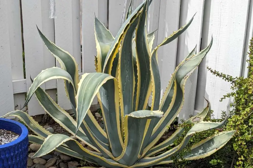 Ideal growing conditions how to tell agave and aloe apart agave and