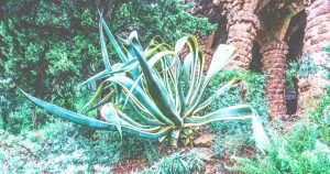 Is agave americana variegata variegated century plant a succulent or cactus
