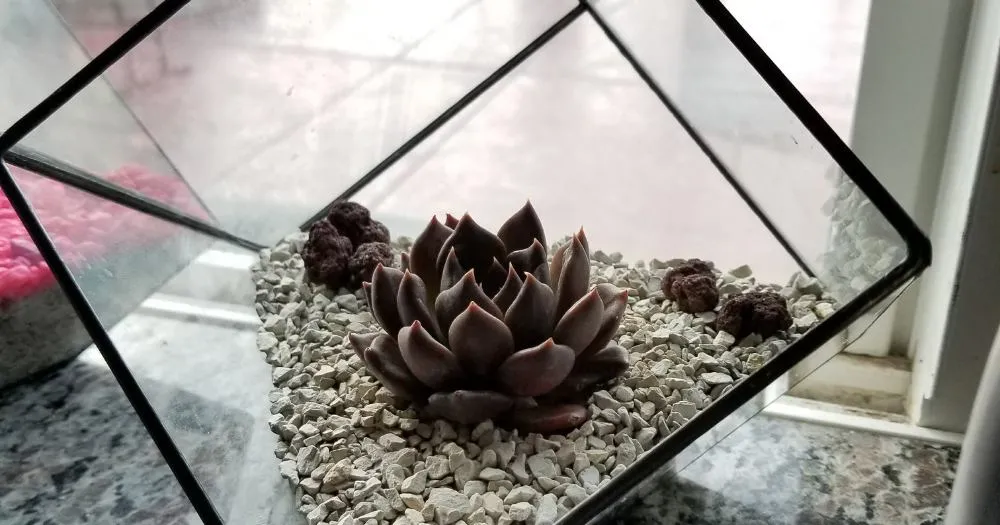 Lack of proper drainage succulents beginner mistake mistake
