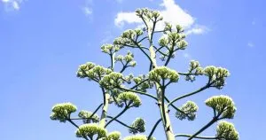 Life after flowering agave americana variegata variegated century plant