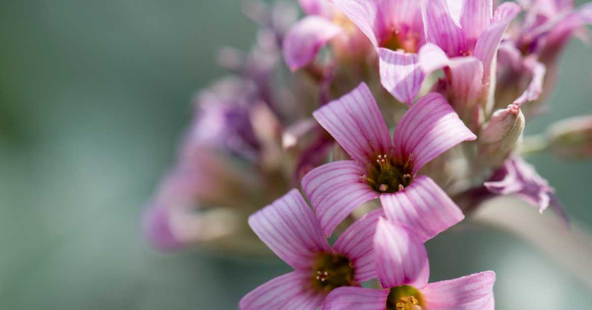 Comprehensive Guide To Kalanchoe Pumila 'Silver Flower Dust Plant'