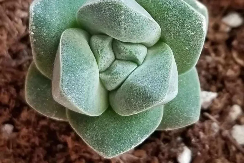 Light requirements for crassula moonglow succulent moonglow