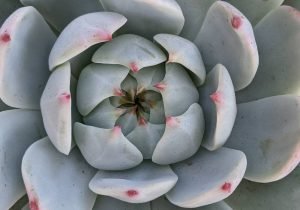 Mealybugs echeveria chihuahuaensis pests succulent care