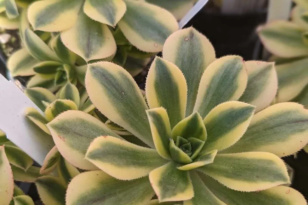 Natural shedding is a problem that cause aeonium to lose leaves leaves