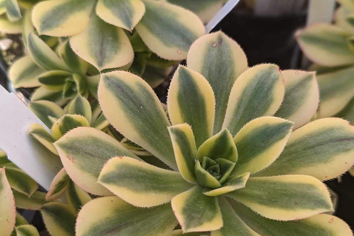 Why Aeonium Succulents Lose Leaves Complete Guide To Reasons And