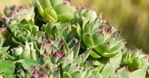 Other benefits sempervivum calcareum succulent care