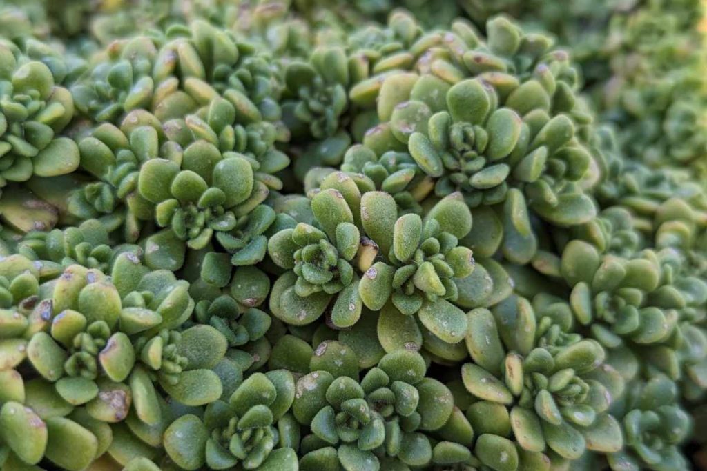 Outdoor conditions can lead to more pest infestations aeonium