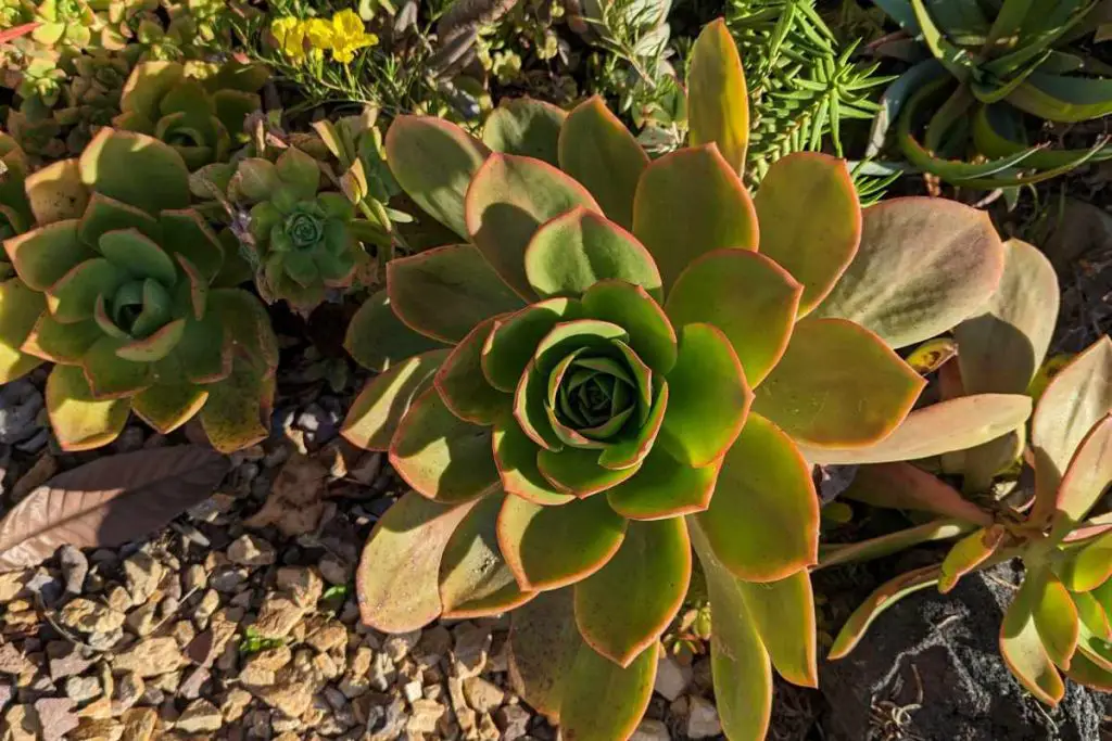 Overwatering is a problem that cause aeonium to lose leaves leaves