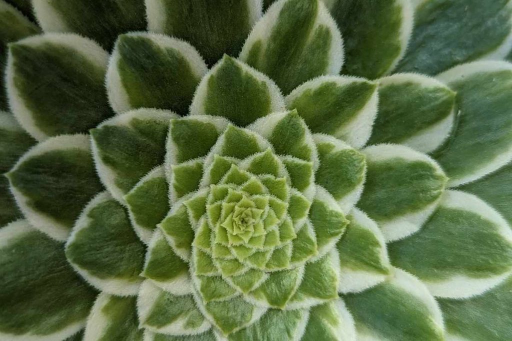 Pests are a problem that cause aeonium to lose leaves leaves