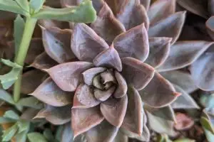 Problems and solutions echeveria silver queen