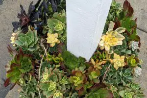 Propagation from leaves aeonium haworthii kiwi succulent care