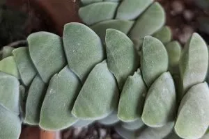 Pruning and grooming crassula moonglow succulent