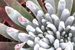 Risks of using hydrogen peroxide on succulents
