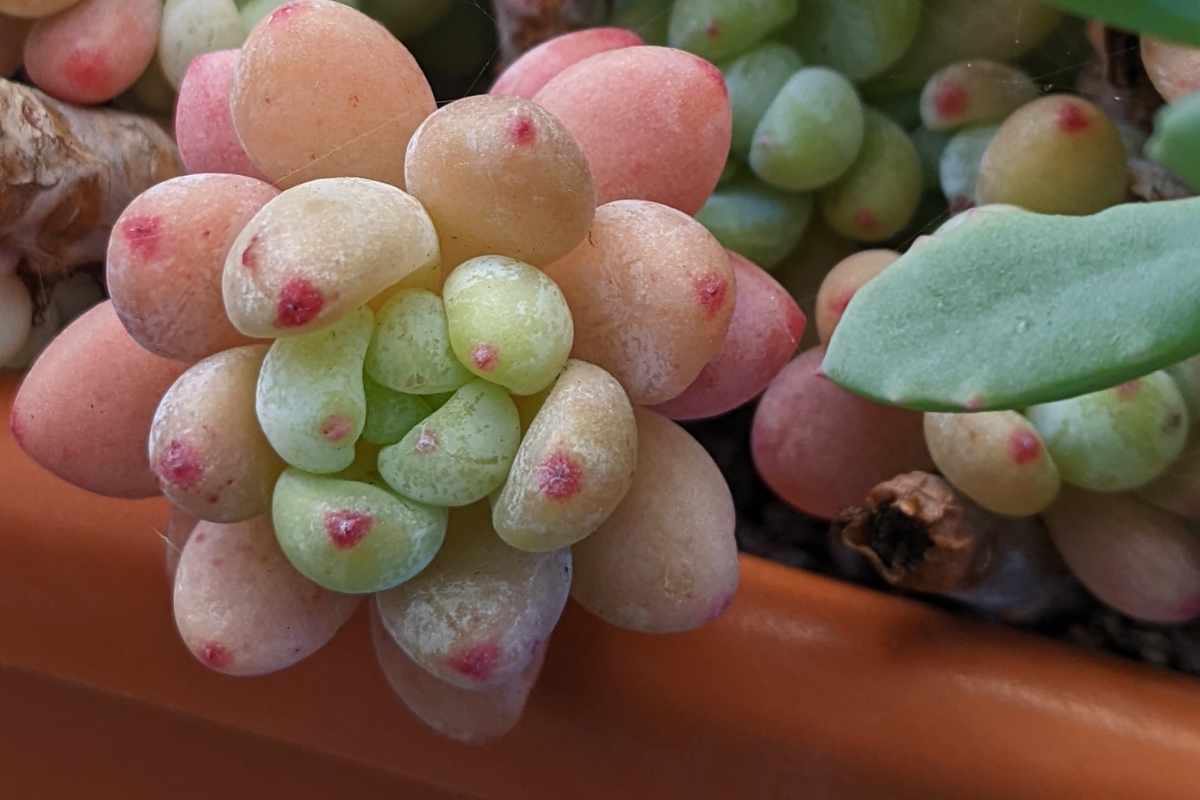 Sedum Clavatum Succulent Plant - Live Cactus & Succulent From Succulents Depot