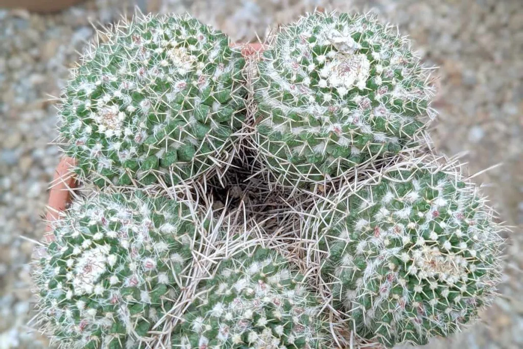 Signs that your cactus needs water cactus need