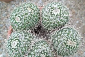 Signs that your cactus needs water