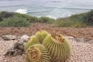 Size watering cacti outdoors