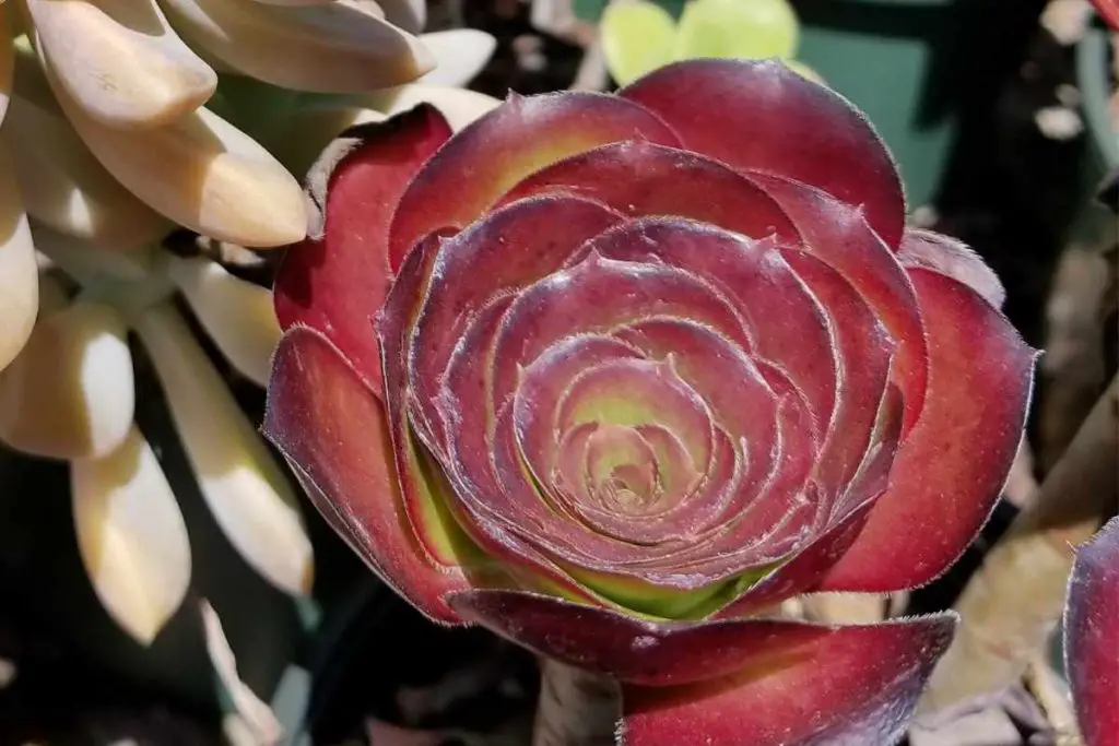 Slow growth can be a sign aeonium are overwatered aeonium