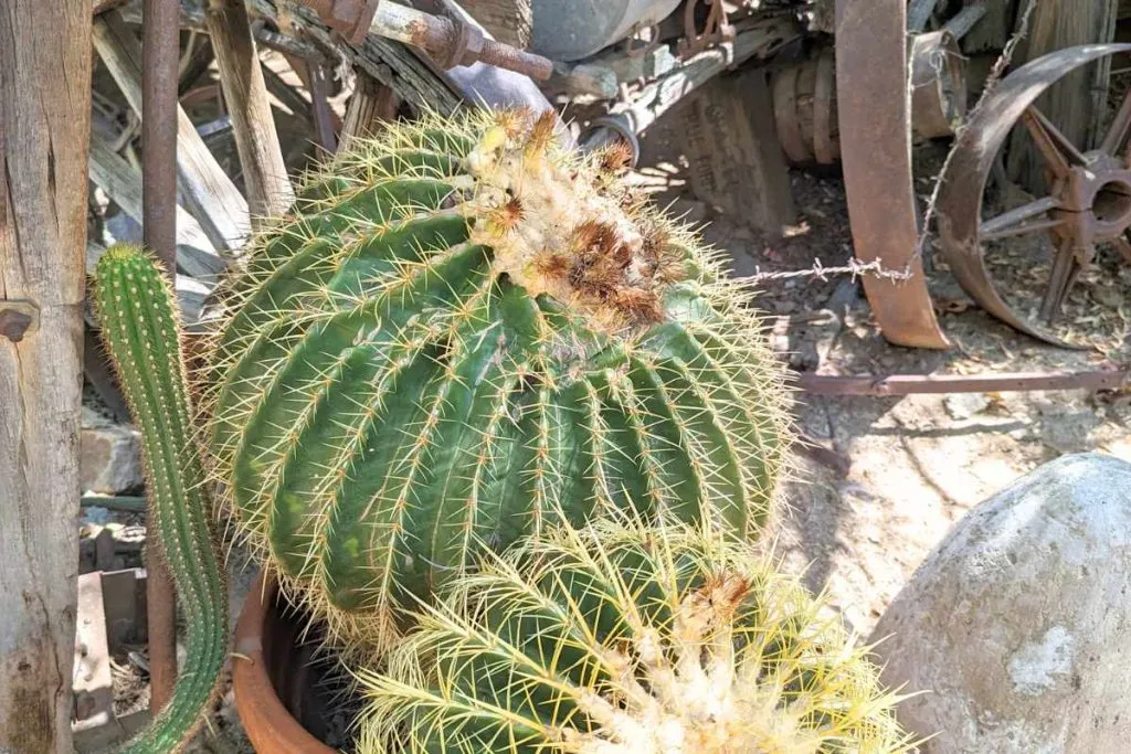 Soft and mushy stem cactus need