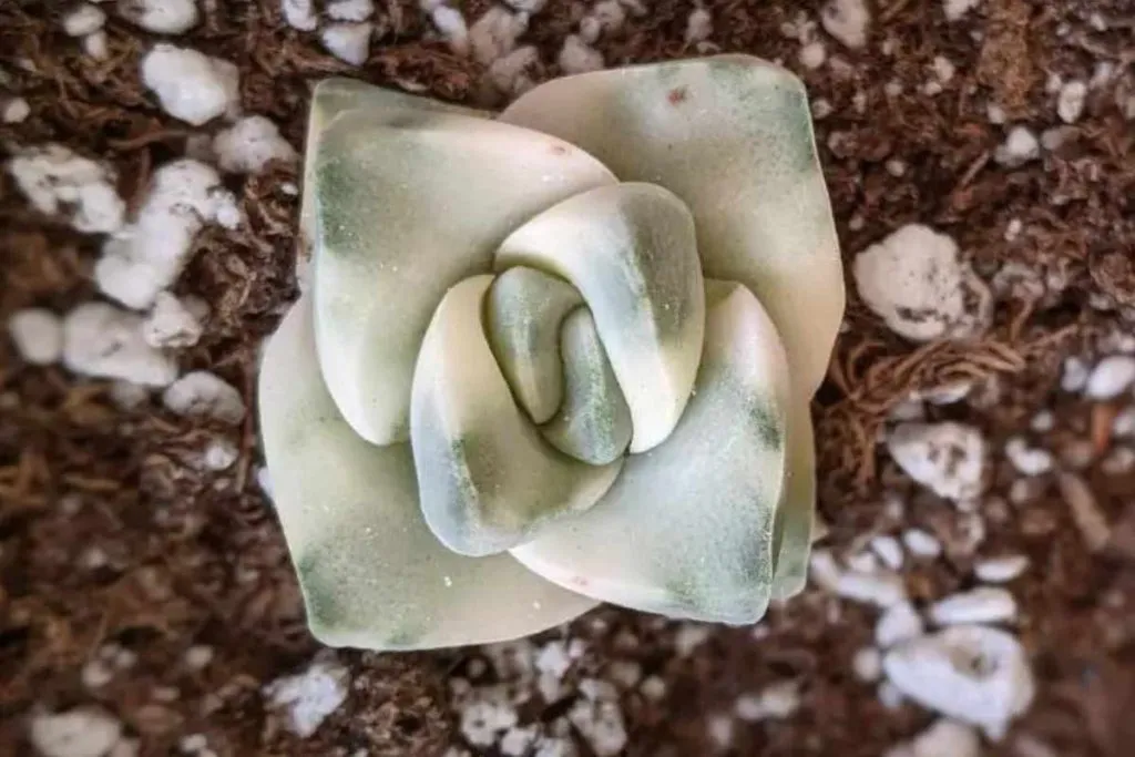Soil preferences of crassula moonglow succulent moonglow