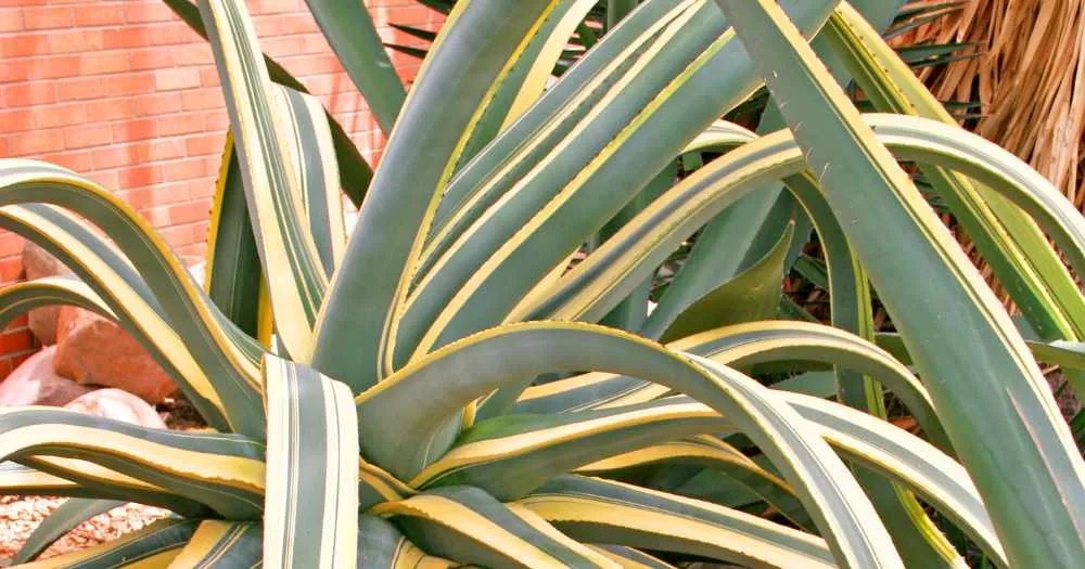 Soil requirements for agave americana variegata variegated century plant agave americana variegata