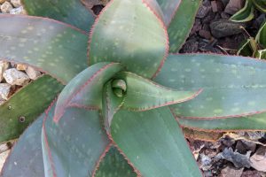 Soil requirements how to tell agave and aloe apart