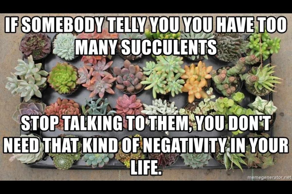 Succulent meme about having too many succulents leaves