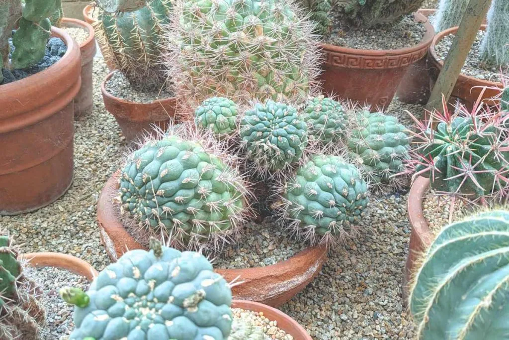 Techniques for watering your cactus cactus need