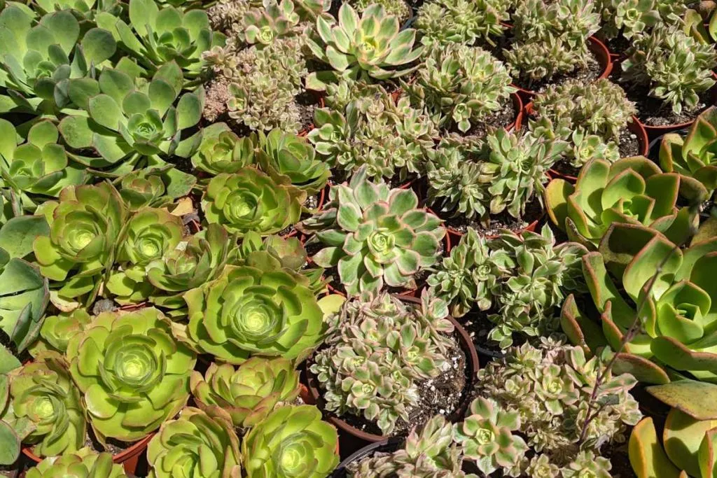 Temperature extremes is a problem that cause aeonium to lose leaves leaves