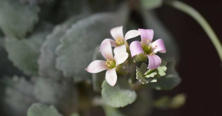 Comprehensive Guide To Kalanchoe Pumila 'Silver Flower Dust Plant'