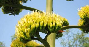 Time to bloom agave americana variegata variegated century plant