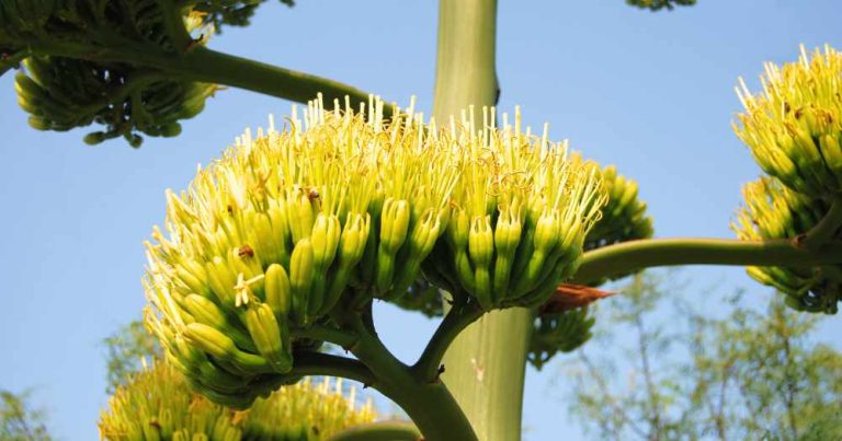 Variegated Century Plant Agave Americana Variegata A Comprehensive variegated-century-plant-agave-americana-variegata-a-comprehensive