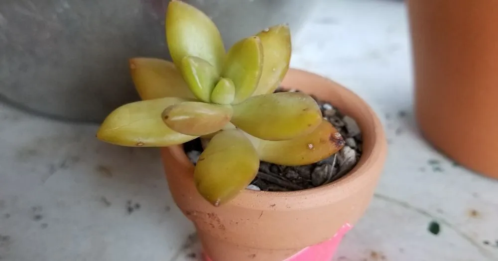 Tiny pot succulents mistake