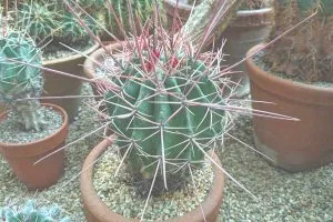 Tips for proper cactus watering