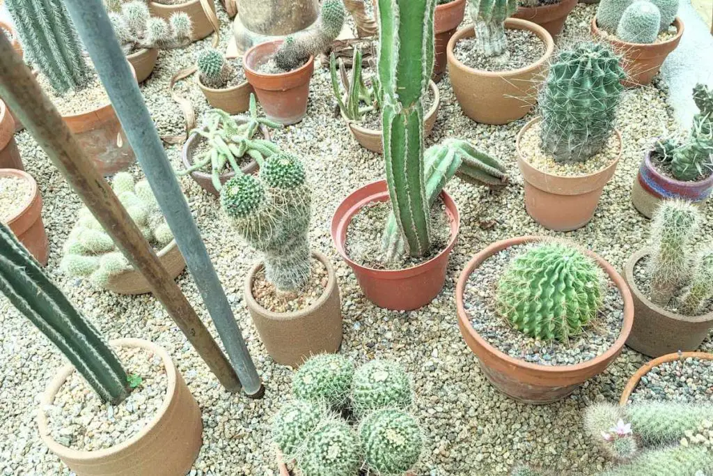 Understanding cactus watering needs cactus need