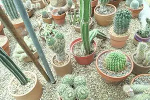 Understanding cactus watering needs