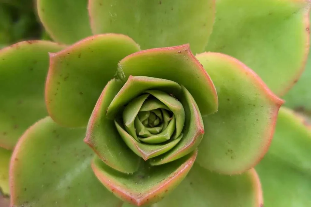 Underwatering is a problem that cause aeonium to lose leaves leaves