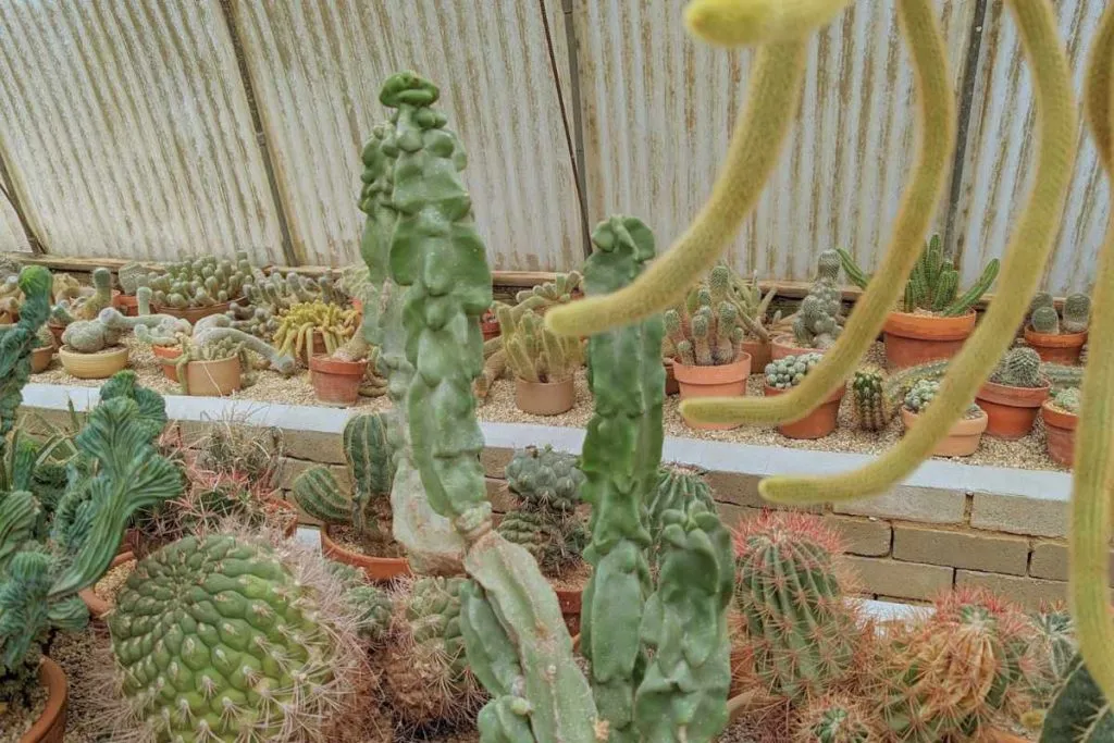 Use quality soil cactus need