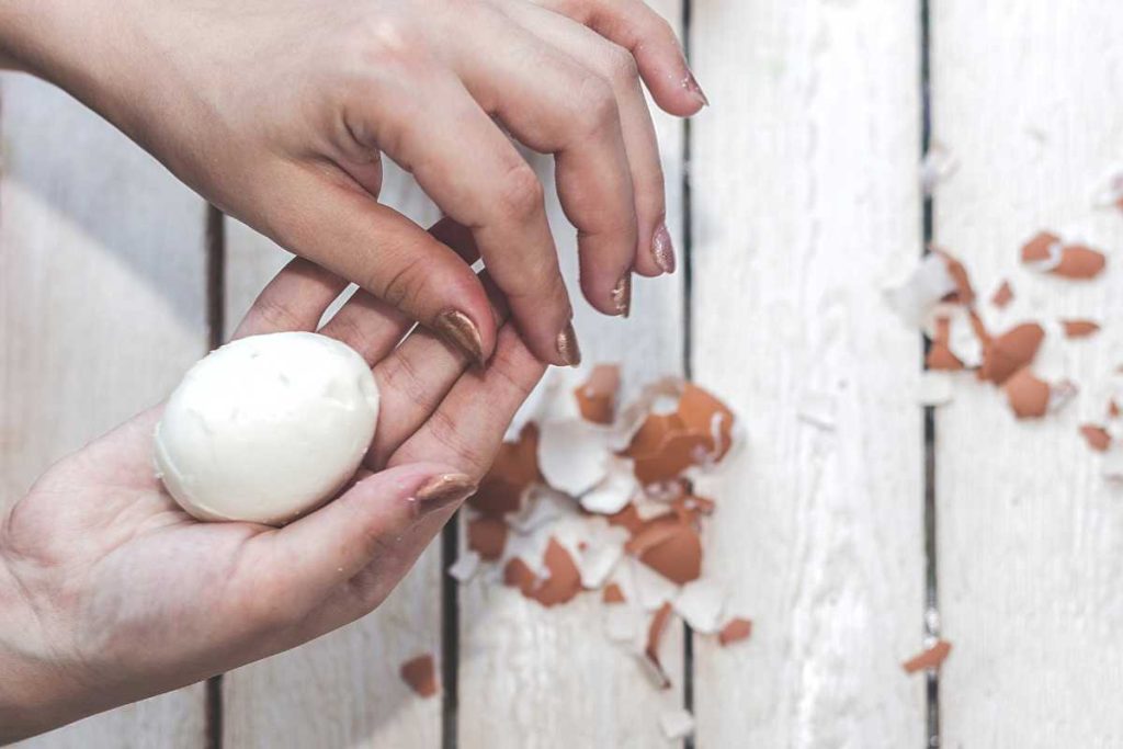 Using eggshells for indoor succulents eggshells