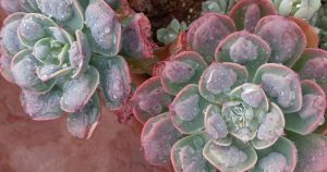 Two echeveria raindrops succulents next to each other