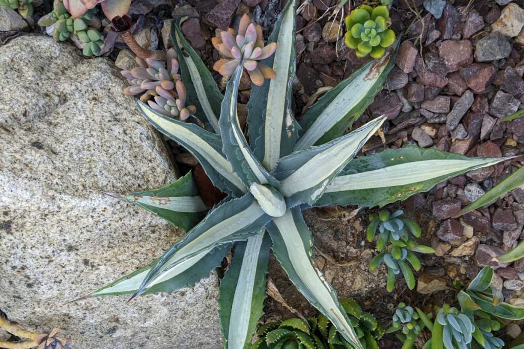 Watering guidelines how to tell agave and aloe apart agave and