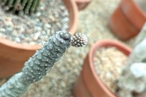 Watering schedule for different types of cacti