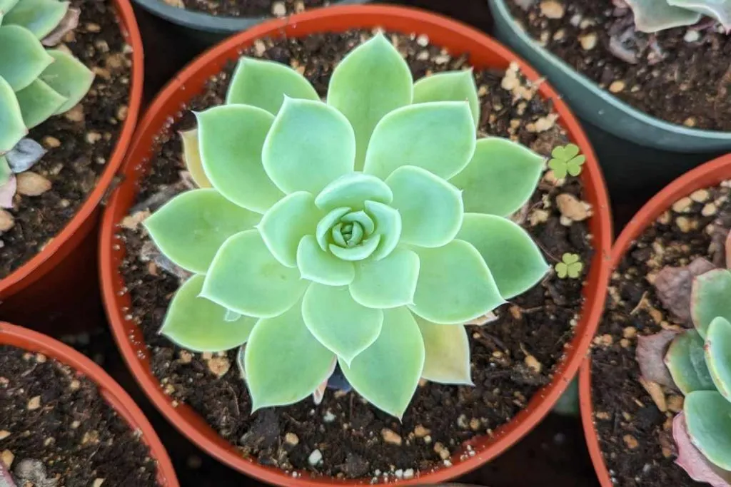 What does magnesium deficiency in succulents look like epsom
