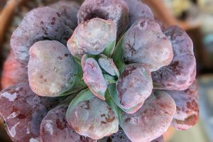 What is diatomaceous earth succulent