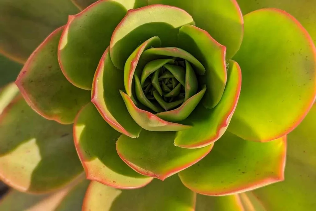 What is the ratio of epsom salt to water for succulents epsom