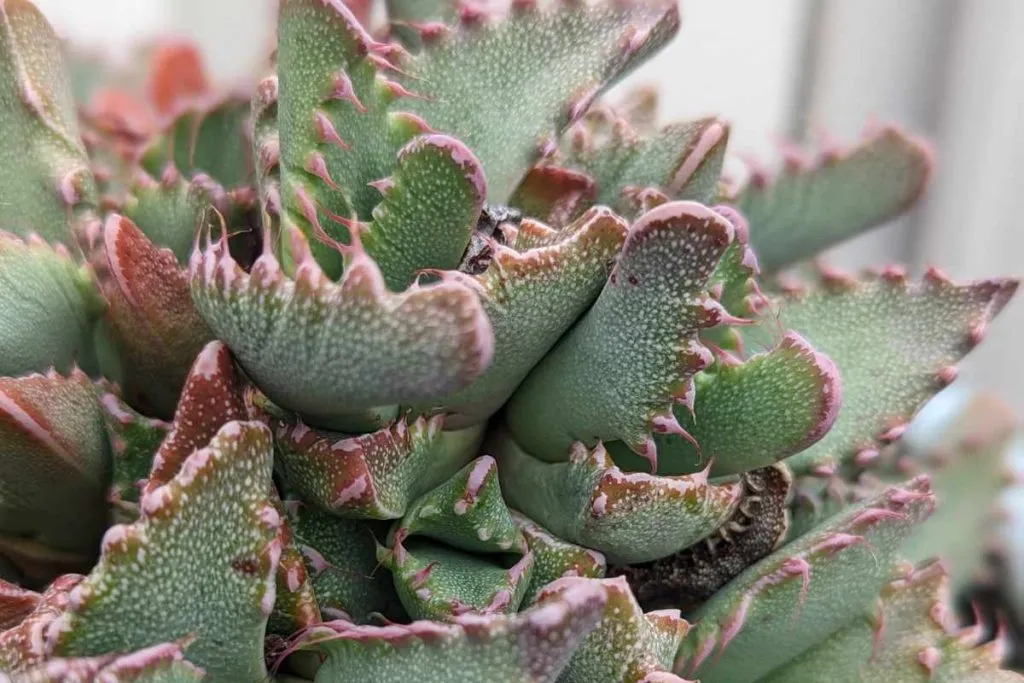 What succulents should you not use epsom salts on epsom